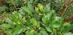 Angiospermae
