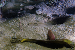 Gobiopterus semivestitus