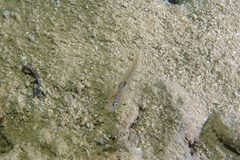 Gobiopterus semivestitus