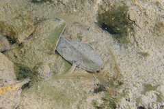 Gobiopterus semivestitus