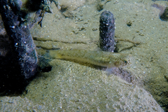 Flatback Mangrove Goby photo 4