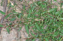 Chenopodium nutans nutans