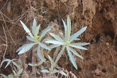 Stephanomeria cichoriacea