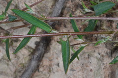 Chenopodium nutans nutans