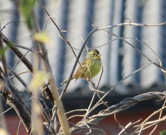 Emberiza personata