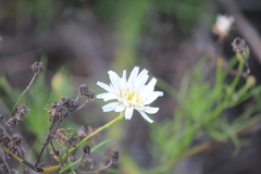 Malacothrix saxatilis implicata
