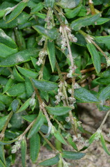 Chenopodium nutans nutans
