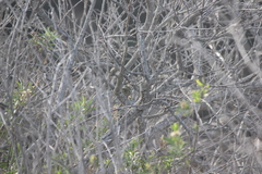 Leiothlypis celata sordida