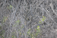 Leiothlypis celata sordida