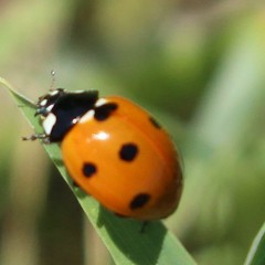 Coccinella septempunctata