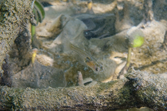 Gobiopterus semivestitus