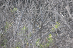 Leiothlypis celata sordida