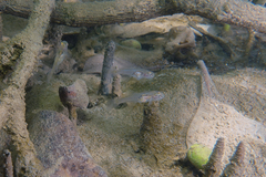 Gobiopterus semivestitus