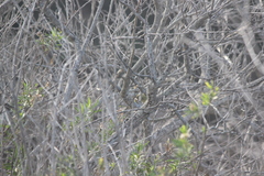 Leiothlypis celata sordida