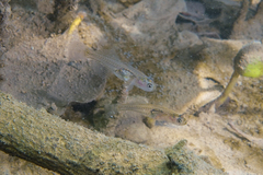 Gobiopterus semivestitus