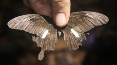 Papilio nephelus