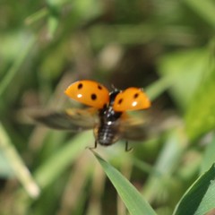 Coccinella septempunctata