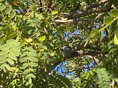 Coracina novaehollandiae