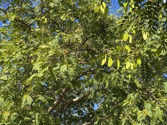 Coracina novaehollandiae