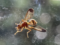 Bactrocera hochii