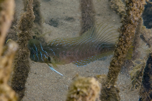 Oyster blenny (Omobranchus anolius) — Blenniidae — 5