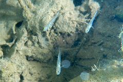 Gobiopterus semivestitus