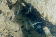 Gobiopterus semivestitus