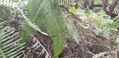 Polypodiopsida