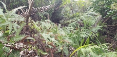 Polypodiopsida