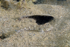 Favonigobius exquisitus
