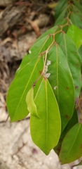 Angiospermae