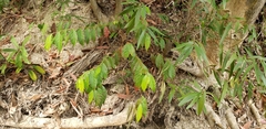 Angiospermae