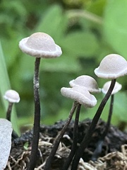 Poronia pileiformis