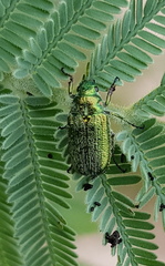 Diphucephala colaspidoides