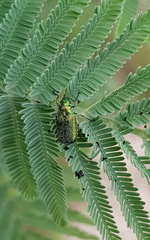 Diphucephala colaspidoides