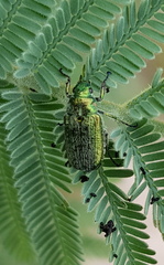 Diphucephala colaspidoides