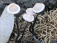 Poronia pileiformis