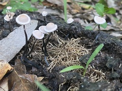 Poronia pileiformis