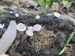 Poronia pileiformis