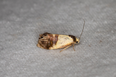 Eupselia beltera