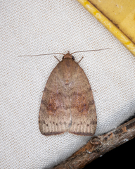 Austrocarea iocephala