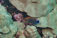 Centropyge potteri