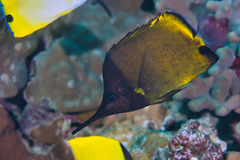 Longnose Butterflyfish photo 2
