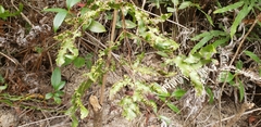 Polypodiopsida