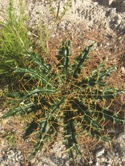 Ptilostemon hispanicus