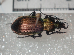 Carabus deyrolei