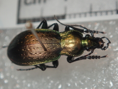 Carabus deyrolei