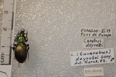 Carabus deyrolei