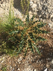 Ptilostemon hispanicus