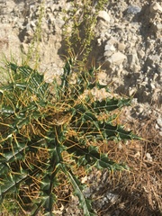 Ptilostemon hispanicus